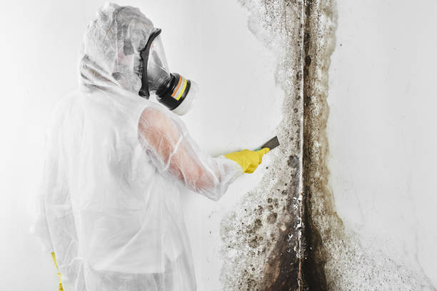 Reliable Bessemer City, NC Mold Remediation Solutions