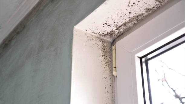Best Kitchen Mold Remediation in Bessemer City, NC