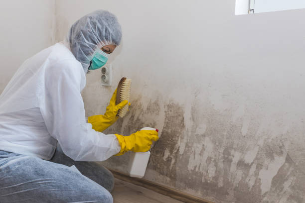 Professional Mold Remediation in Bessemer City, NC