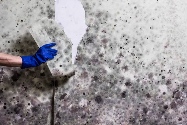 Best White Mold Remediation in Bessemer City, NC