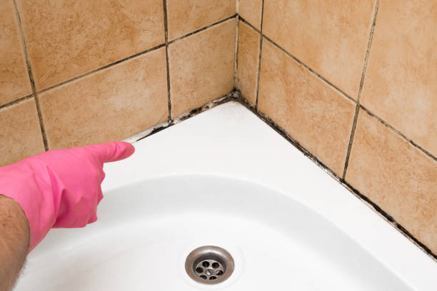 Best Attic Mold Remediation in Bessemer City, NC
